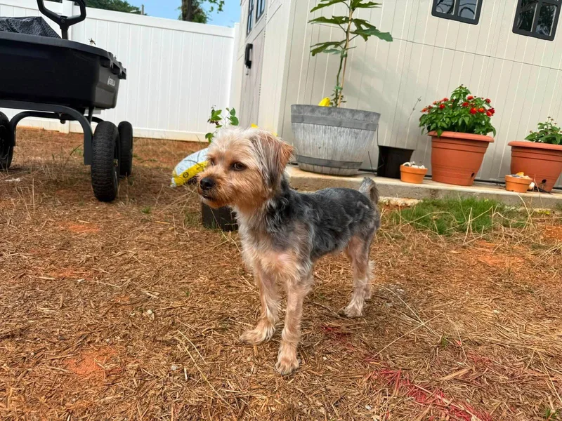 A young medium-sized male Silky Terrier dog named Ricky Bobby for adoption in Greenville, SC