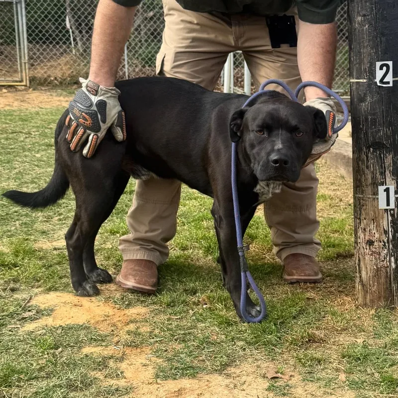 Speckles thumbnail 2