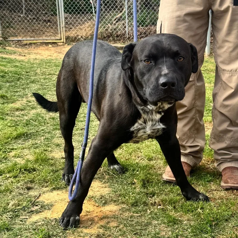 Speckles thumbnail 3