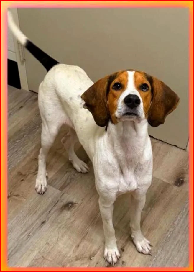 A baby medium-sized female Black Foxhound dog named Daisy Mae for adoption in Paris, KY