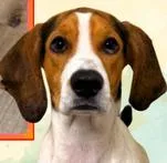 Daisy Mae thumbnail 2