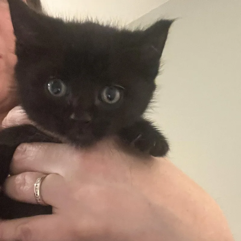 A baby medium-sized male Domestic Short Hair cat named Chestnut for adoption in Andover, CT