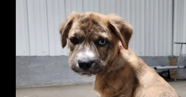 A baby medium-sized male Brindle Mixed Breed dog named Teddy for adoption in Papillion, NE