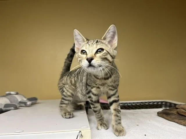 A young small-sized female Tabby (Gray / Blue / Silver) Domestic Short Hair cat named Ghost Pepper for adoption in Grosse Ile, MI