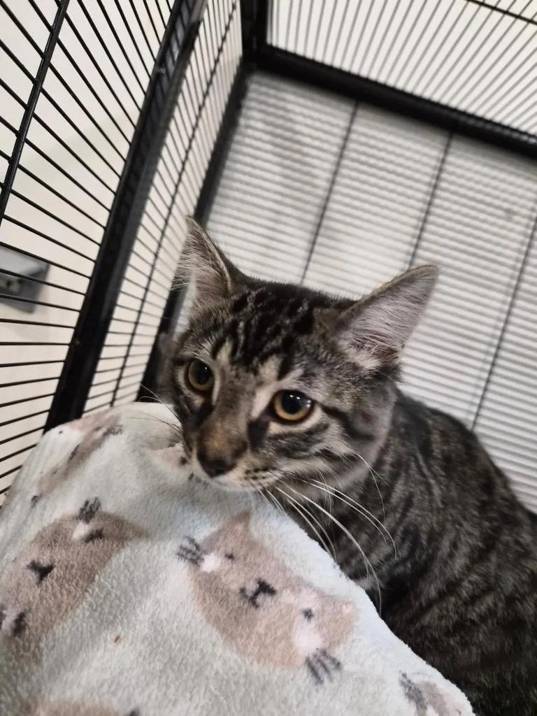 A baby small-sized male Domestic Medium Hair cat named Crackle for adoption in Bourbonnais, IL