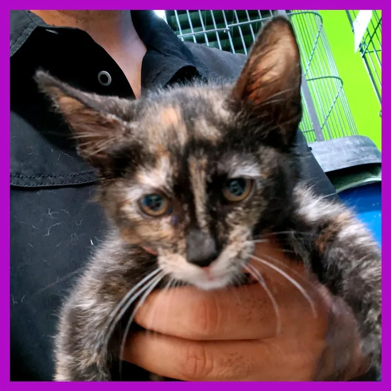 A baby small-sized female Tortoiseshell Domestic Short Hair cat named Pilly for adoption in Guaynabo, PR
