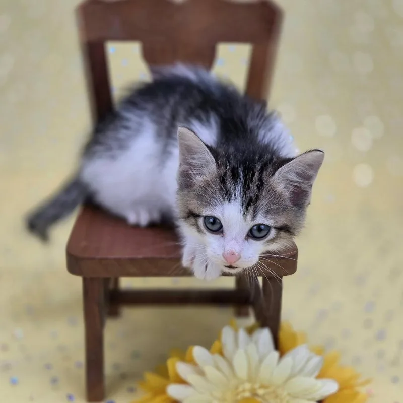 A baby small-sized male Gray / Blue / Silver Domestic Short Hair cat named Scrunchemsc for adoption in East Saint Louis, IL