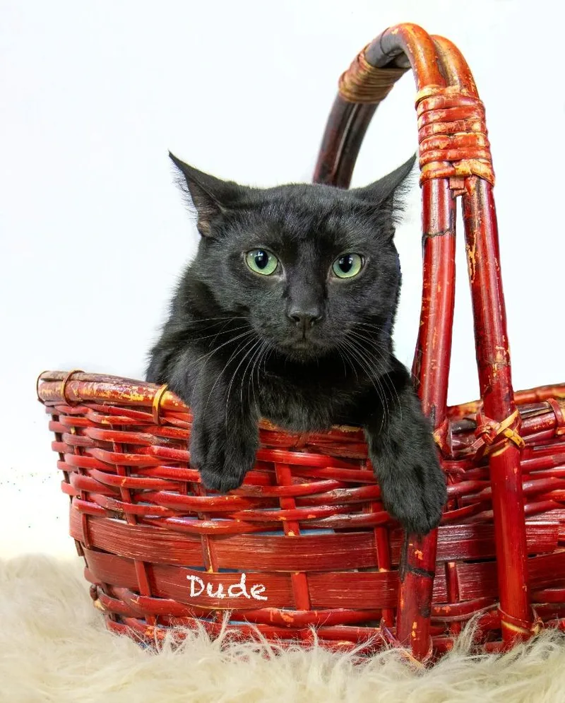 A baby medium-sized male Domestic Short Hair cat named Dude for adoption in Hot Springs Village, AR