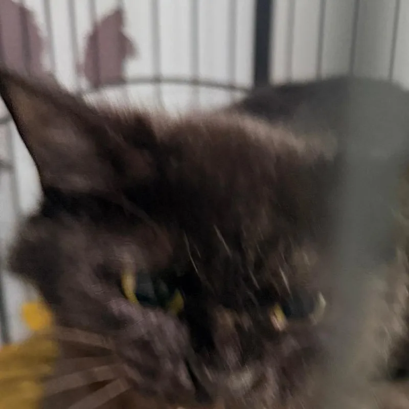 An adult small-sized female Black Domestic Short Hair cat named Bunny for adoption in Nokesville, VA