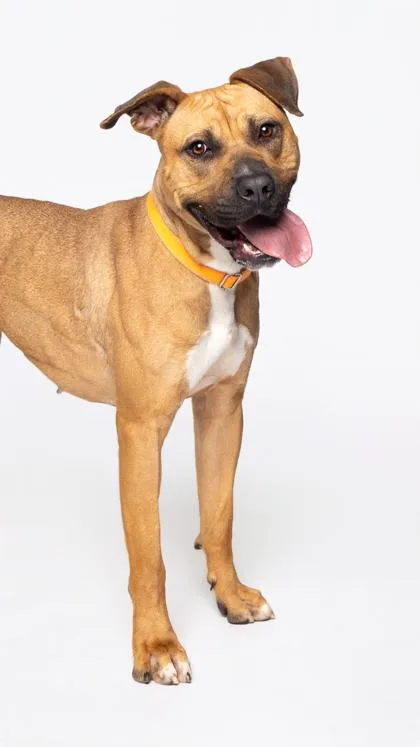 A young large-sized female Mixed Breed dog named Georgia Peach for adoption in Atlanta, GA