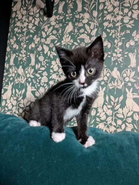 A baby small-sized female Domestic Medium Hair cat named Yzma for adoption in Statesville, NC