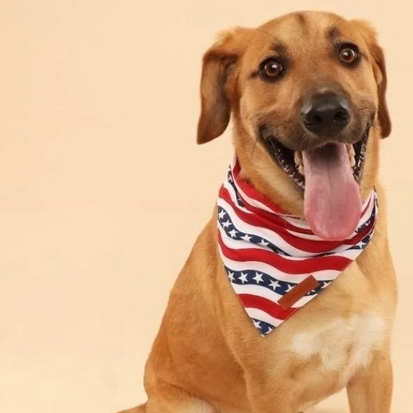 Mr. Happy Finnegan thumbnail 3