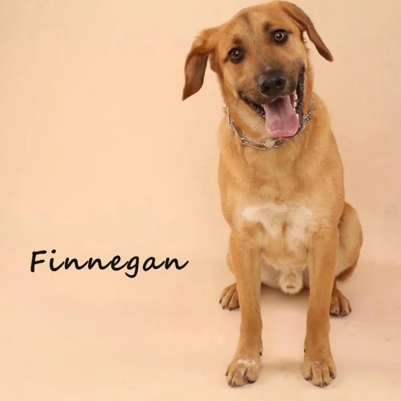 Mr. Happy Finnegan thumbnail 4