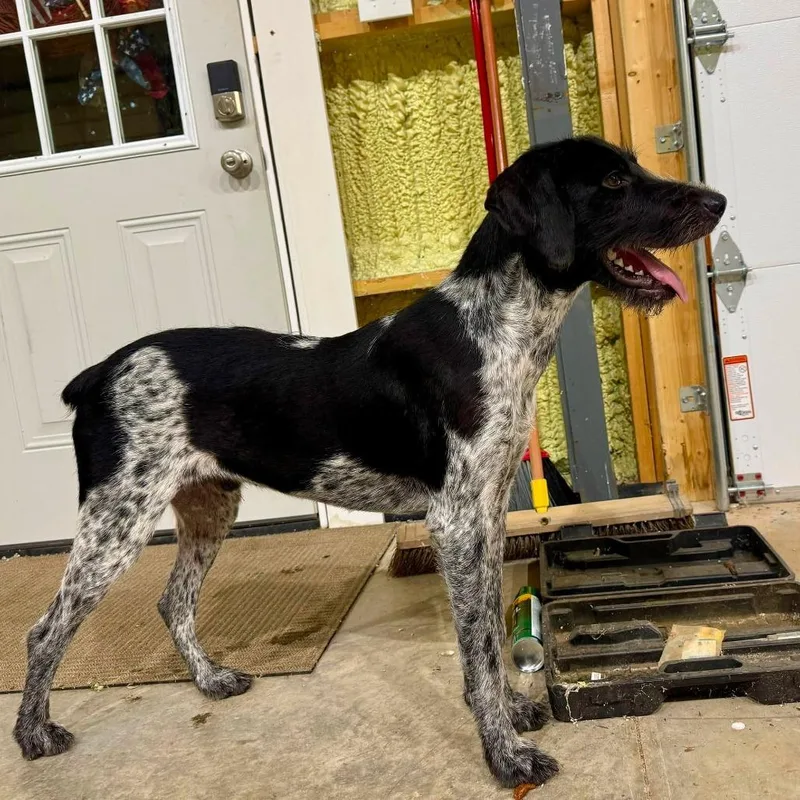 A young small-sized male Black German Wirehaired Pointer dog named Scout for adoption in Santa Rosa, CA