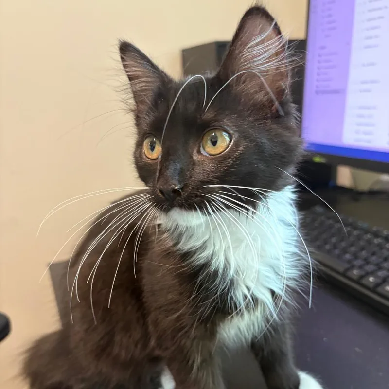 A baby medium-sized female Domestic Short Hair cat named Pepper for adoption in Cumming, GA
