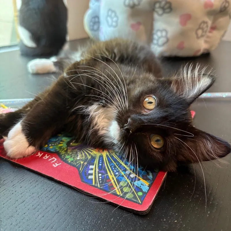 Pepper thumbnail 3