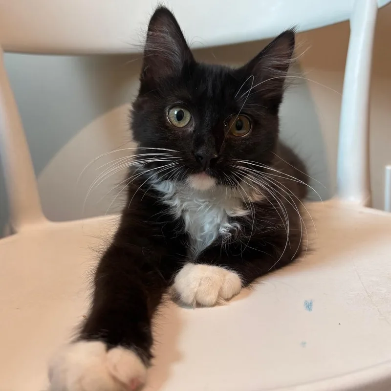 Pepper thumbnail 4