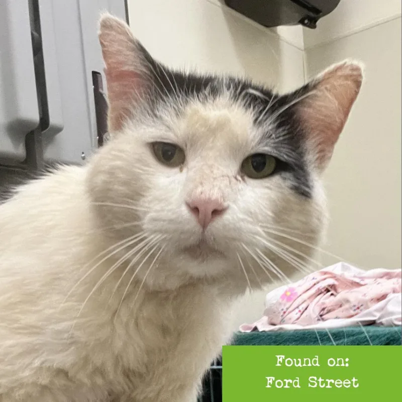 Mortimer thumbnail 3