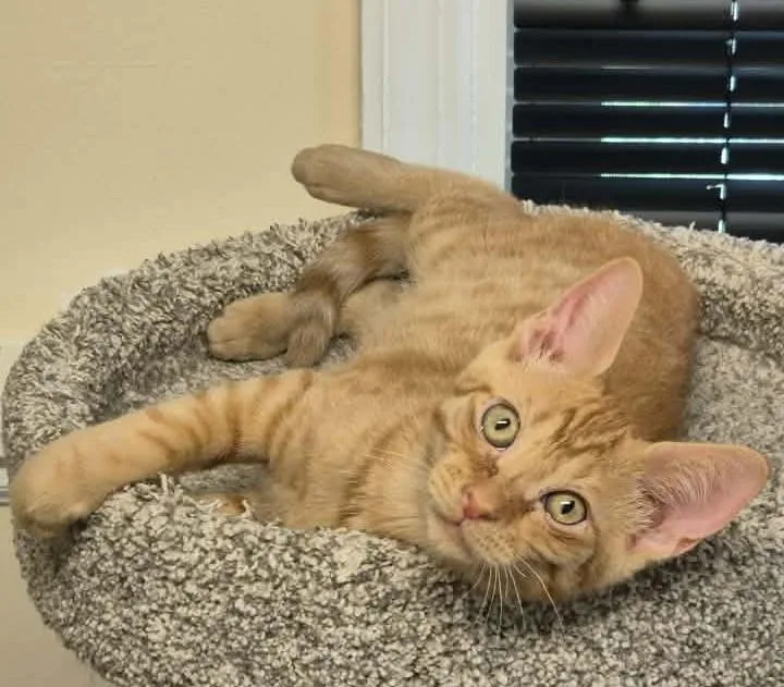 A baby medium-sized male Tabby (Orange / Red) Domestic Short Hair cat named Jonah for adoption in Springfield, PA