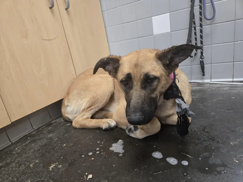 A young large-sized female German Shepherd Dog dog named Sierra for adoption in San Pedro, CA
