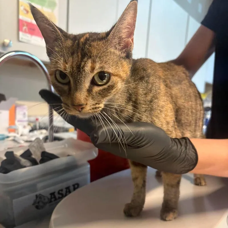 An adult medium-sized female Calico Domestic Short Hair cat named Gravel for adoption in Huntington, WV