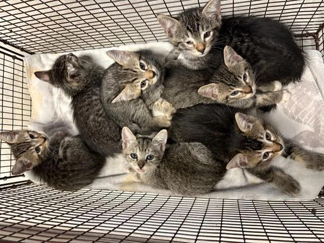 A baby small-sized male Domestic Short Hair cat named Litter Stony Brook for adoption in Tustin, CA