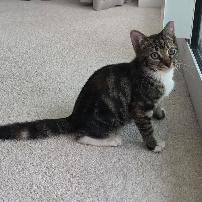 A baby small-sized female Calico Domestic Short Hair cat named Fleur for adoption in Lauderhill, FL