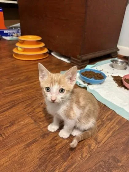 Ginger