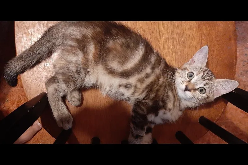 A baby medium-sized female Gray / Blue / Silver Tabby cat named Julie for adoption in Redlands, CA