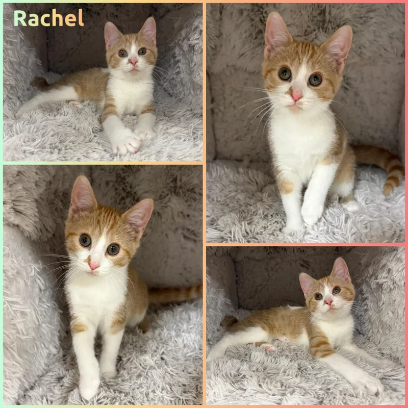A baby small-sized female Tabby (Orange / Red) Domestic Short Hair cat named Rachel for adoption in Louisville, KY