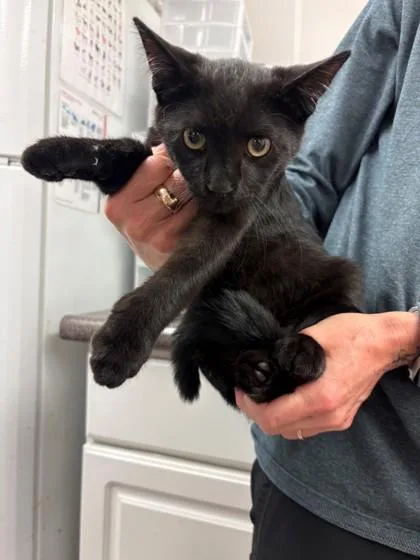 A baby small-sized female Domestic Short Hair cat named Holloway for adoption in South Bend, IN