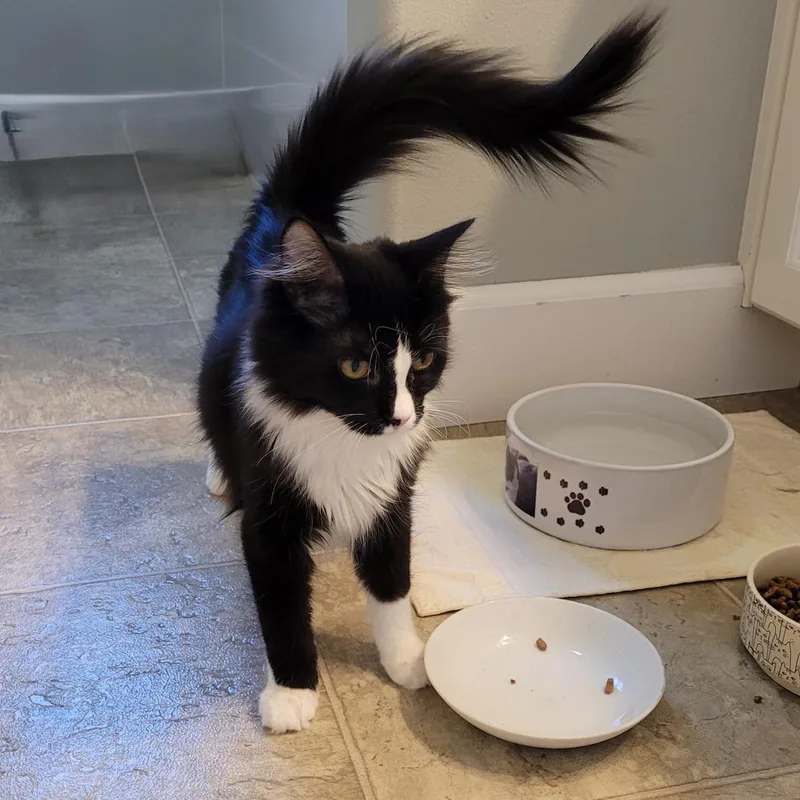 A young medium-sized female Black Domestic Short Hair cat named Charlotte for adoption in Spokane, WA