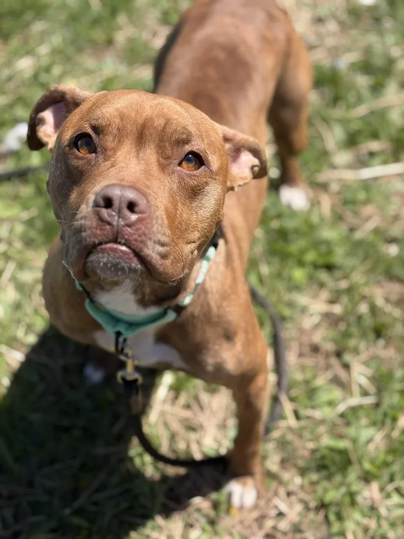 An adult medium-sized female Brindle Terrier dog named Ana for adoption in Syracuse, NY
