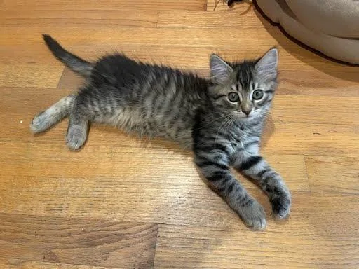 Olive