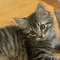 Olive thumbnail 2