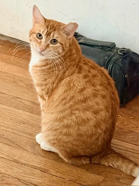 A young small-sized female Orange & White Domestic Short Hair cat named Lola for adoption in New York, NY