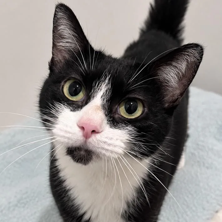 A young medium-sized female Black Domestic Short Hair cat named Madigan for adoption in Arlington Heights, IL