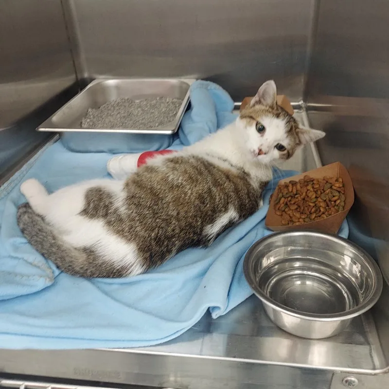 A baby small-sized male Domestic Short Hair cat named Feta for adoption in Hartsville, SC