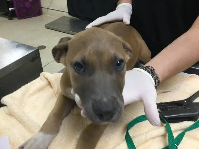 A young small-sized female Labrador Retriever dog named Bella for adoption in Riverside, CA