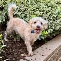 A young small-sized male White / Cream Bichon Frise dog named Calm  Cute and for adoption in Carlsbad, CA