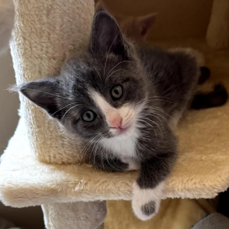 A baby small-sized male Gray / Blue / Silver Domestic Short Hair cat named Dom for adoption in San Jacinto, CA