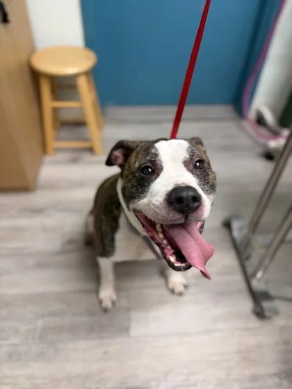 Enzo
