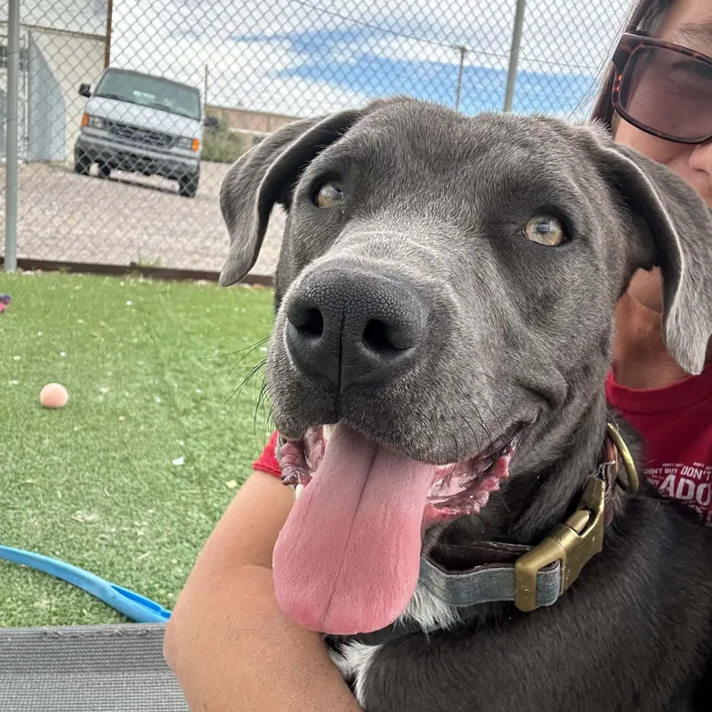A young medium-sized female Chesapeake Bay Retriever dog named Smokey for adoption in Truth or Consequences , NM