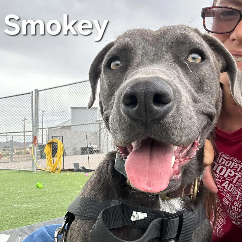 Smokey thumbnail 5