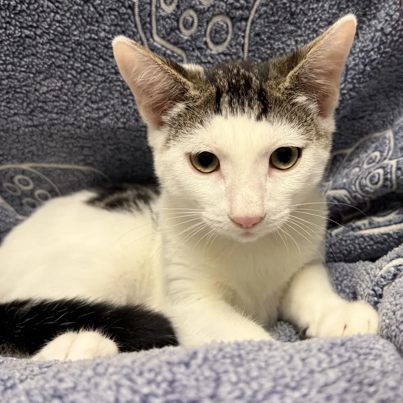 A baby small-sized male Buff / Tan / Fawn Domestic Short Hair cat named Tuxedo for adoption in Hawthorne, CA