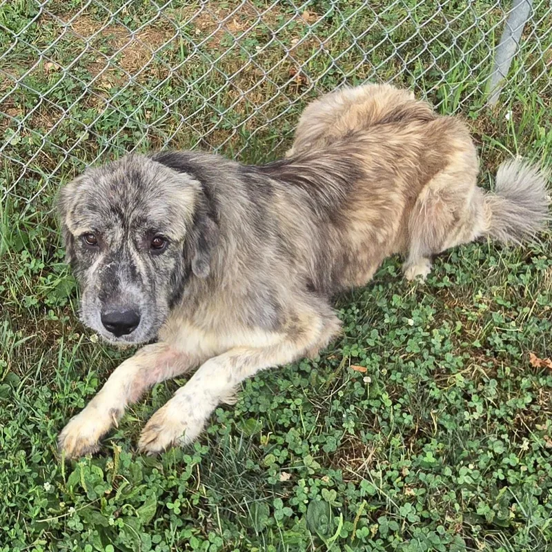 An adult large-sized female Gray / Blue / Silver Mixed Breed dog named Daisy for adoption in Xenia , OH