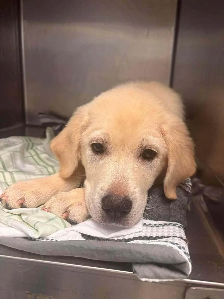 A baby medium-sized male White / Cream Labrador Retriever dog named Nacho Fries for adoption in Statesboro, GA