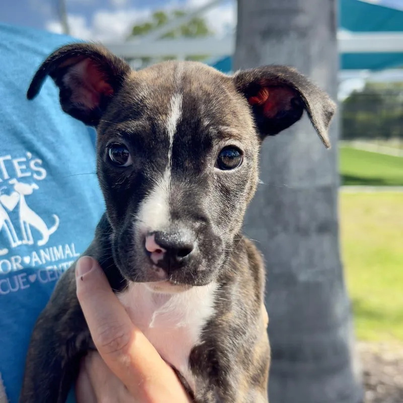 A baby small-sized female Black Mixed Breed dog named Sunscreen for adoption in Bradenton, FL