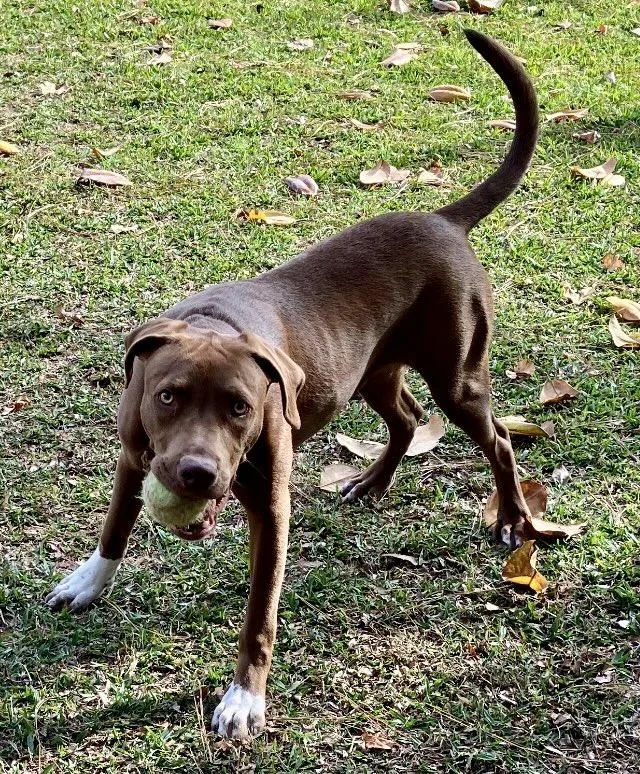 A young medium-sized male Pit Bull Terrier dog named Buddy for adoption in Greenbrier, AR