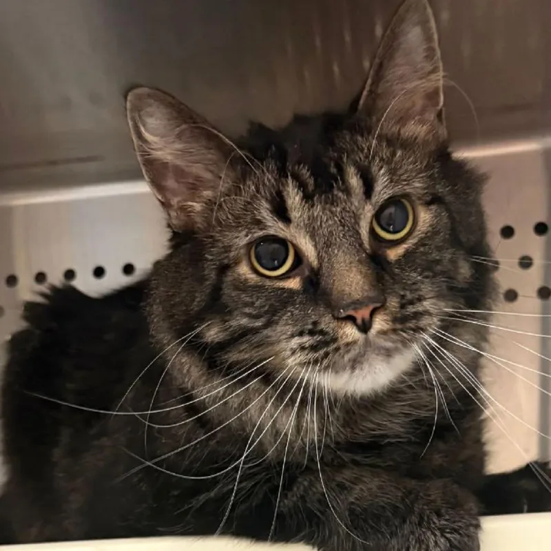 An adult small-sized male Domestic Medium Hair cat named Grizzly for adoption in Pasadena , MD